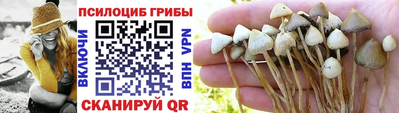 где найти   Поворино  Псилоцибиновые грибы Psilocybe 